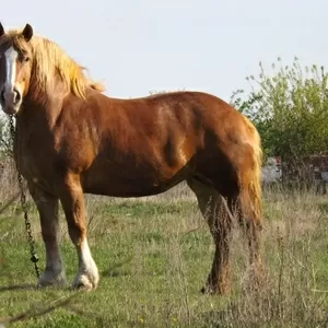 Кобыла Советский тяжеловоз