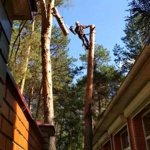 Спиливание деревьев любой сложности