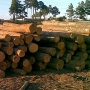 Лес кругляк