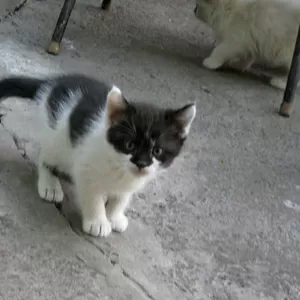 Котята 1, 5 месяца ищут свой дом