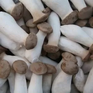 Продам грибы еринги,  Pleurotus eryngii 