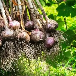 Продам часник Насіння часнику(воздушка)