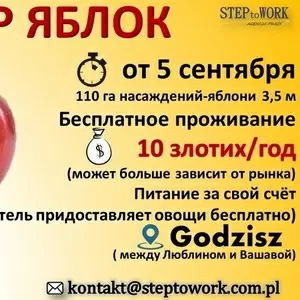 Сбор яблок ( Польша)