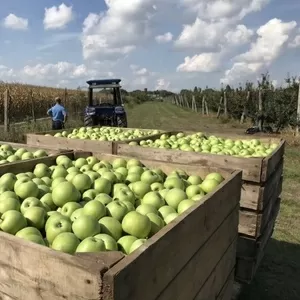 Оптовий продаж яблук з свого саду