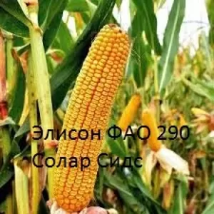 Семена французской кукурузы Элисон (ФАО 290)