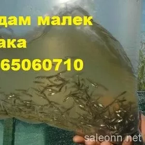 Продам малек (зарыбок) судака т.0665060710