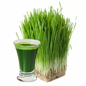 Витграсс (wheatgrass) cок из ростков пшеницы