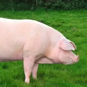 Соевый концентрат от производителя для свиней