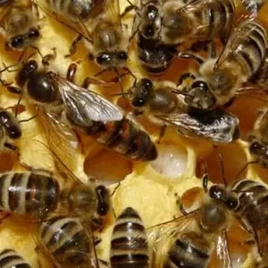 Пчелиные плодные матки разных пород
