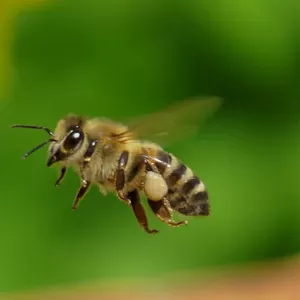 Продам пчелосемьи с 15 апреля 2019 года