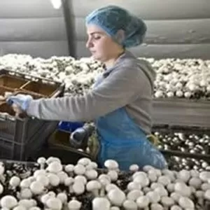 Польская компания приглашает на работу женщин на сбор грибов