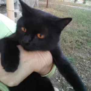 Молоденький,  черненький котик в хорошие руки.