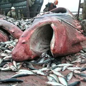 рисовая мука при производстве продуктов из рыбы