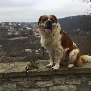 Гарний кобель породи сенбернар (в'язка,  злучка)