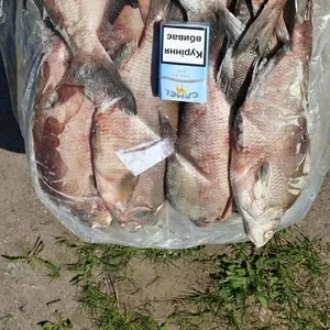 Продам ставковую рыбу в ассортименте: толстолоб,  карп,  амур,  карась,  щука. Опт.