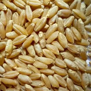 СТОВ «АгроМайстер» продает пшеницу яровую (твердых сортов) урожая 2020