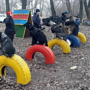 Высокоэффективная дрессировка собак всех пород.