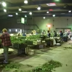 Вакансія: Сортування саджанців полуниці