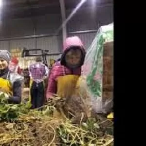 Вакансії Праці в Польщі-сортувальник саджанців полуниці