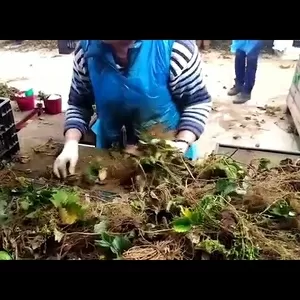 Вакансии Труда в Польше-сортировщик саженцев клубники