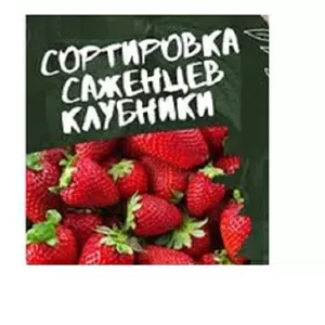 Требуются работники на сезонную работу - сортировка саженцев.