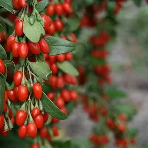 Годжи New berry,  Delicate 1-2-3х летние саженцы и свежие плоды(ягоды)
