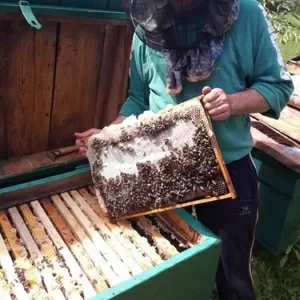 Продаются пчеломатки Карпатка. Бджоломатки