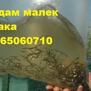 Продам малек (зарыбок) СУДАКА т.0665060710