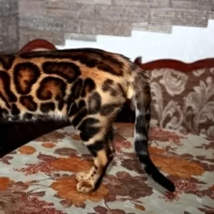 Вязка с бенгальским котом