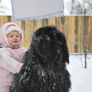 Продам щенков ньюфаундленда