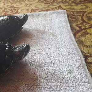 Красноухая черепаха (Trachemys scripta)