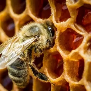 Продам бджолопакети в травні 2021
