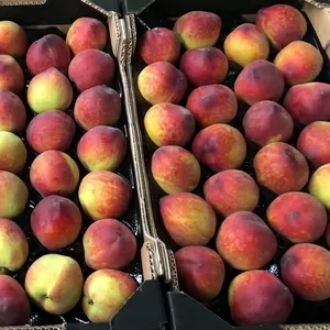 Предлагаем оптовые поставки свежих персиков из Испании