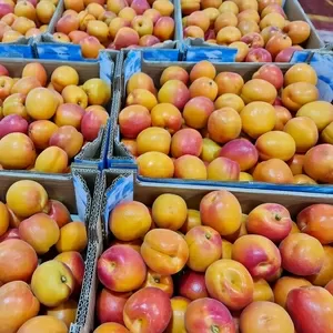 Предлагаем оптовые поставки абрикосов из Испании