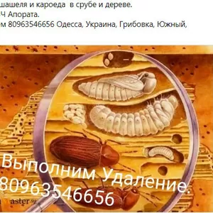 Шашель нет - (СВЧ)-Оборудование Аренда Выполним Одесса.