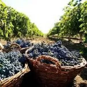 Южный берег Франции сбор винограда 