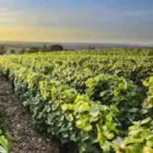 Виноградники на юге Франции