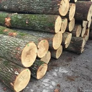   На постійних умовах закуповуємо кругляк берези та дуба  