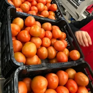 Предлагаем оптовые поставки свежих томатов разных сотров из Испании