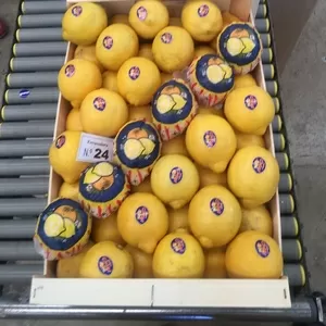 Предлагаем оптовые поставки лимонов