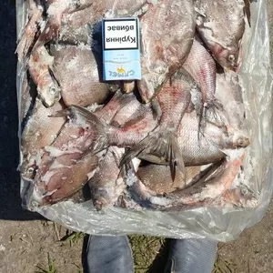 Рыбное предприятие по вылову и заготовке речной рыбы ищет КРУПНЫХ пере