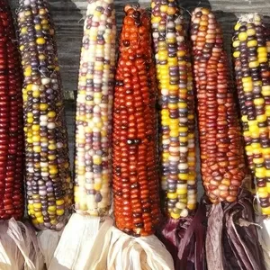 Кукуруза сортовая (семена в различных цветовых вариантах)
