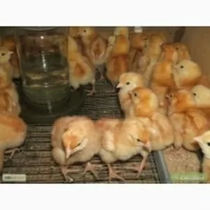 Продам цыплят Ломан Браун и Испанки-голошейки 20 гр.