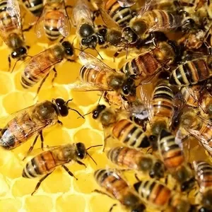 Продаются пчелосемьи,  недорого. Продам бджіл недорого.
