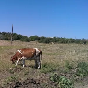 Продам свою ділянку,  Овідіопольський р-н,  с. Дальник / Грибівка