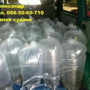 Продам малек (зарыбок) судака т.0665060710