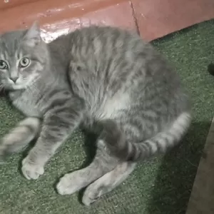 Отдам кошечку даром                                                   