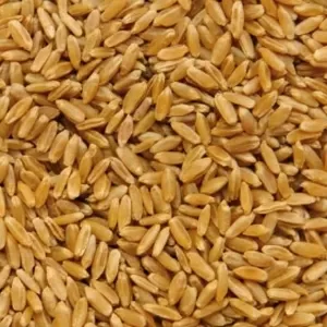 Пшеница оптом (FCA,  FOB,  CIF)
