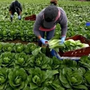 Робота на агрофірмах,  фермах в Австрії для різноробів  