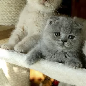 Шотландский котенок ищет новый дом